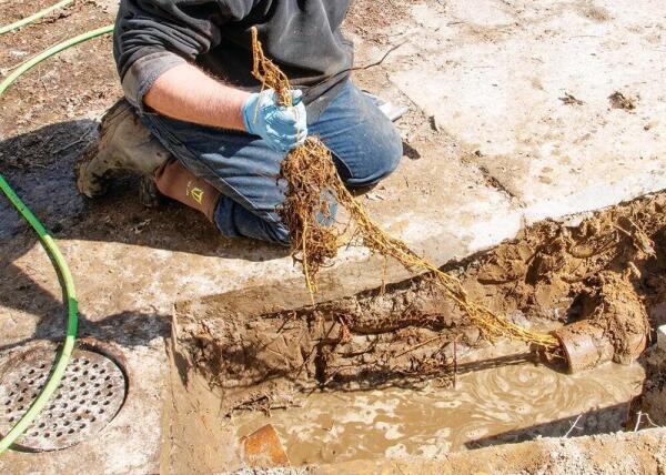 What's in your sewer